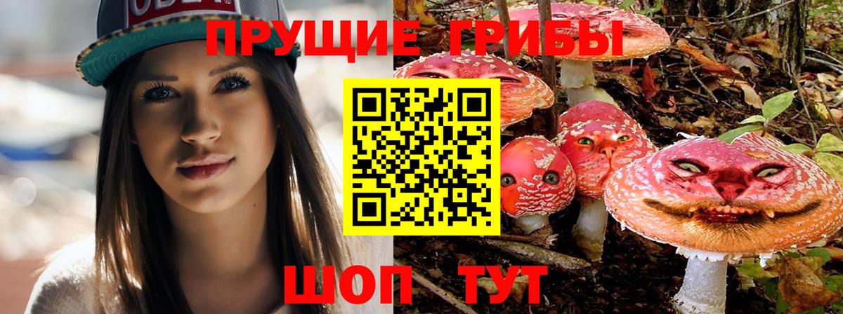 Железноводск  Псилоцибиновые грибы Psilocybe  Вход с VPN 